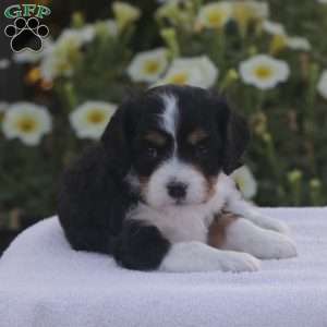Bella, Cavapoo Puppy